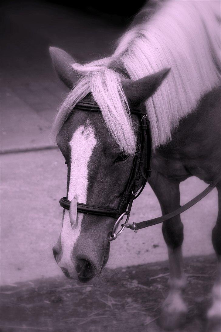 Anden særlig race Fie Gamle part:´) - fie og jeg vi hygger<3 billed: Anja. billede 2