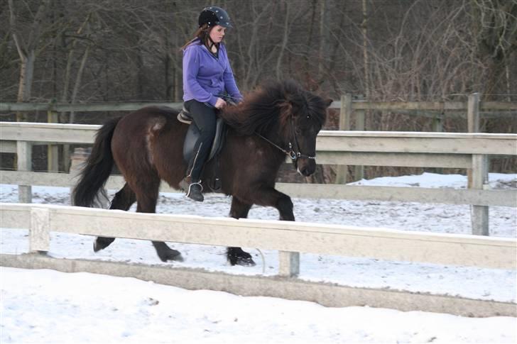 Islænder Josefina frá Vakurstödum  - tölt ufufuf <3 tak for alle billederne Laura Hannover! billede 10