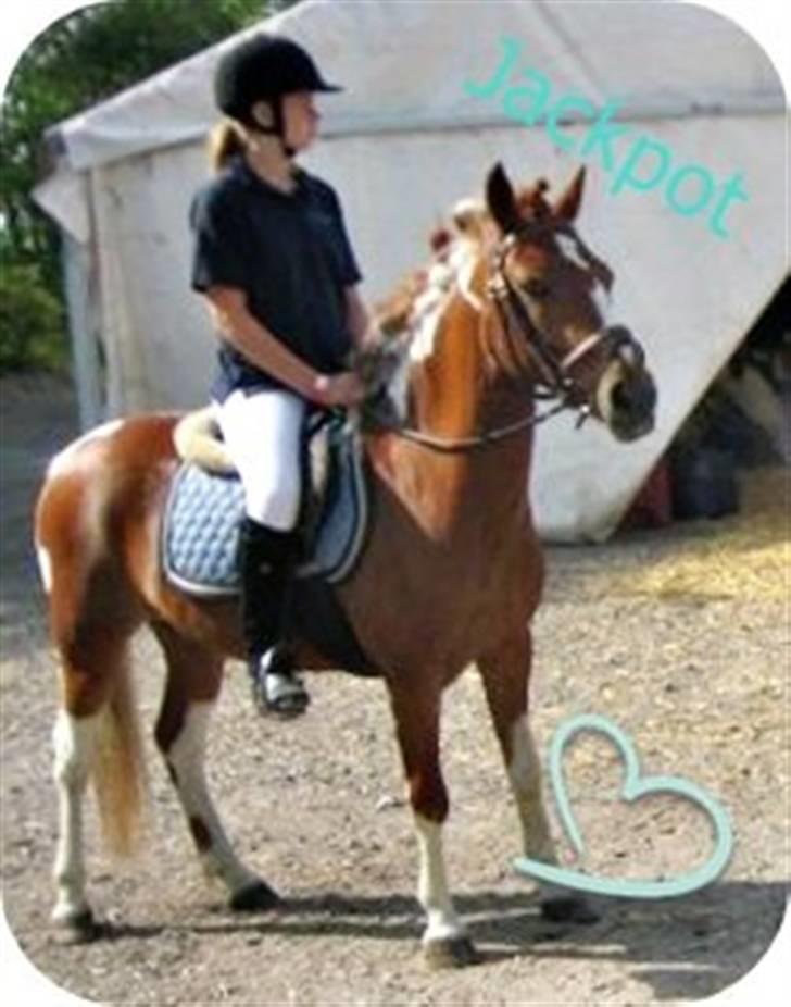 Pinto Jackpot <3 billede 10