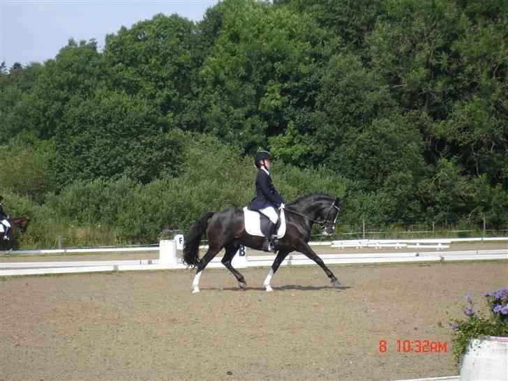 Welsh Cob (sec D) Meter - Stævne i Vejle ( gammelt ) billede 18