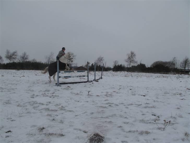 Connemara Ard Chuan Grey Boy billede 14