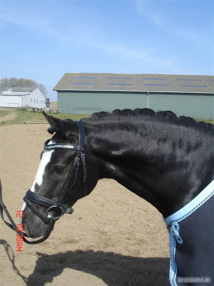 Welsh Cob (sec D) Meter - Model billed. billede 19