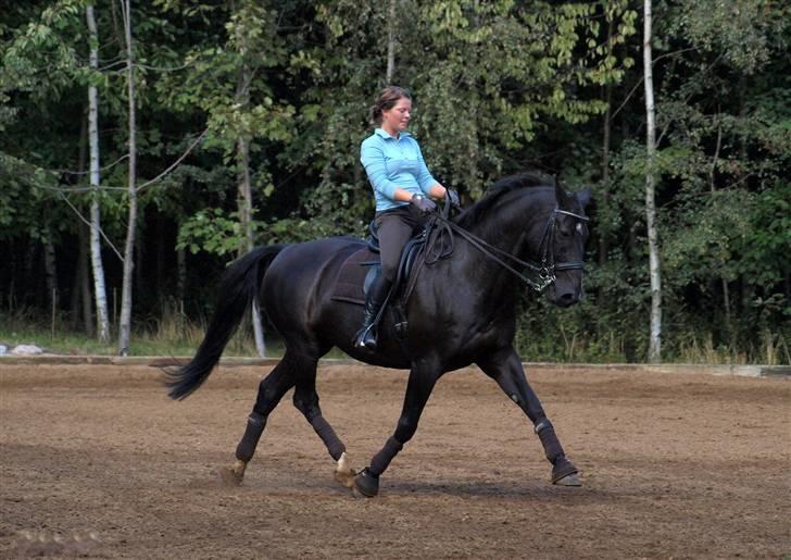 Oldenborg Frederiks Pronto - Øgning...MEGET svær at sidde på. billede 2
