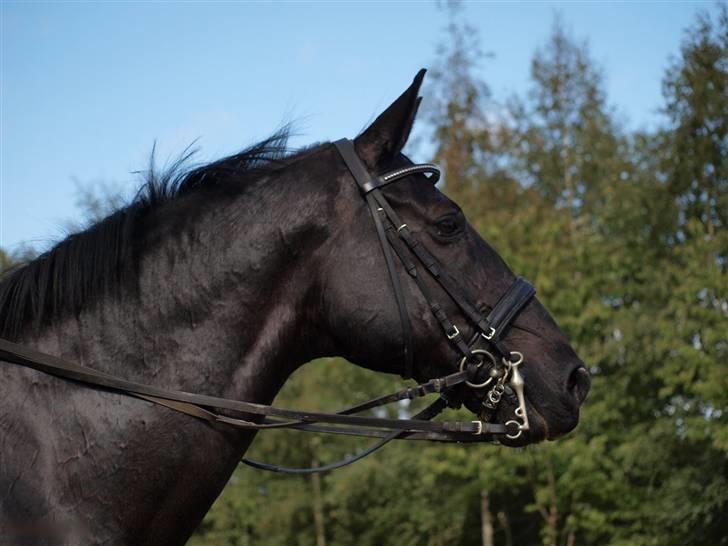 Oldenborg Frederiks Pronto billede 11