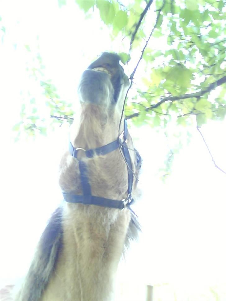 Fjordhest Tanja  - smukke Tanja billede 6