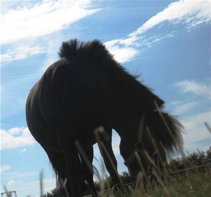 Shetlænder Fiji - Beklager de gamle billeder, samt den dårlige kvalitet. Så snart jeg kan nå det vil der blive taget nye billeder, til HG. billede 2