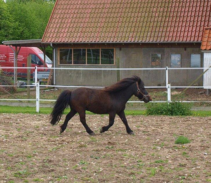 Shetlænder Fiji - Fifi Longwind :D Elsker den lille skid :-* billede 3