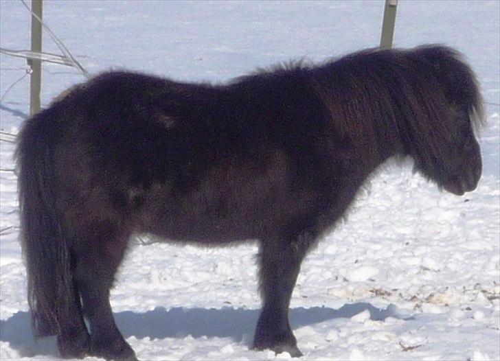 Shetlænder Fiji - En meget tykpelset lille Fiji <3  billede 4