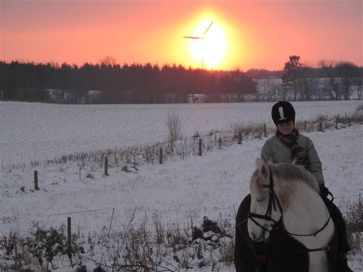 Connemara Ard Chuan Grey Boy billede 15