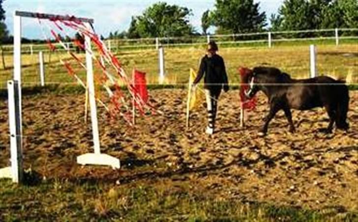 Shetlænder Fiji - Beklager de gamle billeder, samt den dårlige kvalitet. Så snart jeg kan nå det vil der blive taget nye billeder, til HG. billede 5