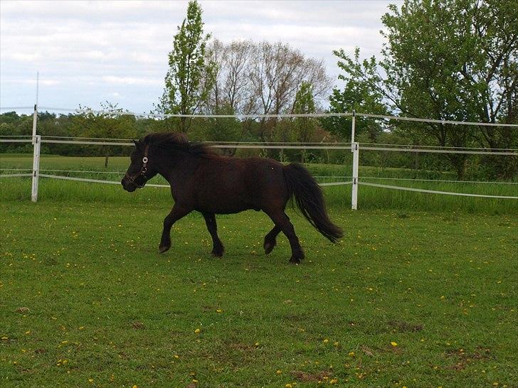 Shetlænder Fiji - Fiji i trav på fold :D billede 6