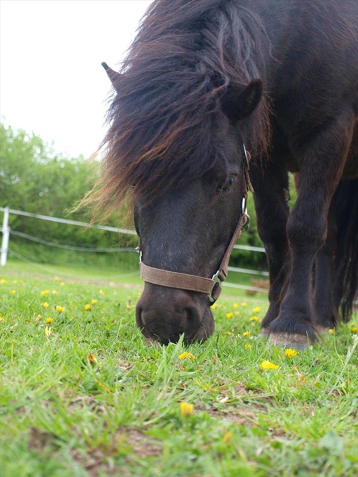 Shetlænder Fiji - Søde Fiji <3 :-* billede 7