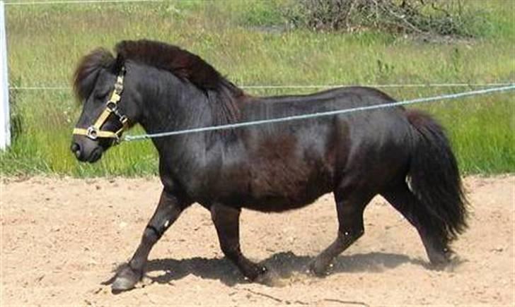 Shetlænder Fiji - Beklager de gamle billeder, samt den dårlige kvalitet. Så snart jeg kan nå det vil der blive taget nye billeder, til HG. billede 8