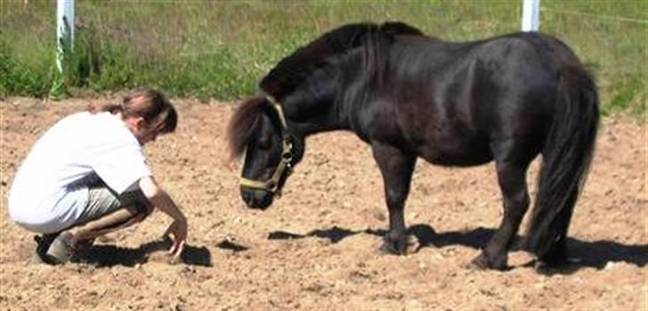 Shetlænder Fiji - Beklager de gamle billeder, samt den dårlige kvalitet. Så snart jeg kan nå det vil der blive taget nye billeder, til HG. billede 9