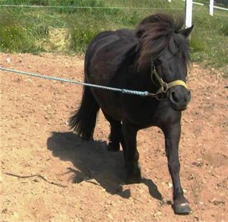 Shetlænder Fiji - Beklager de gamle billeder, samt den dårlige kvalitet. Så snart jeg kan nå det vil der blive taget nye billeder, til HG. billede 10