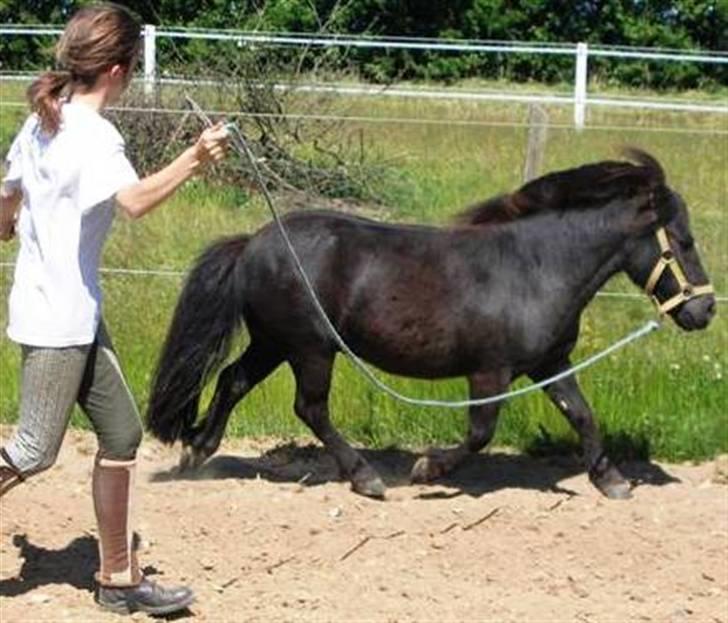 Shetlænder Fiji - Beklager de gamle billeder, samt den dårlige kvalitet. Så snart jeg kan nå det vil der blive taget nye billeder, til HG. billede 11