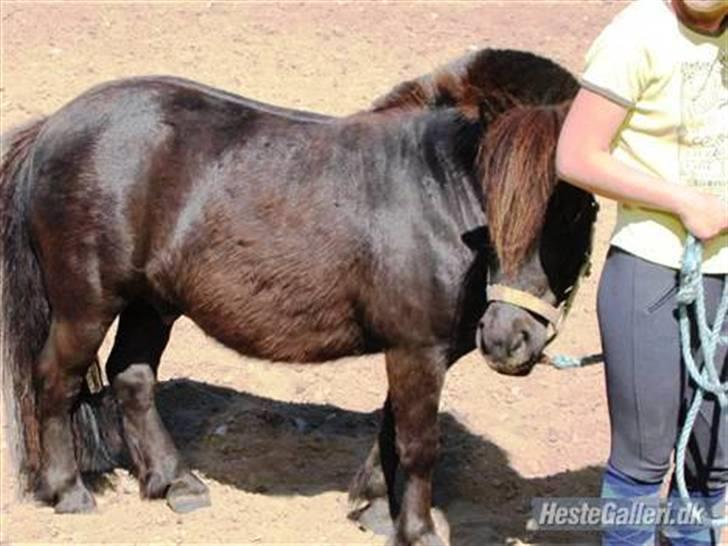 Shetlænder Fiji - Beklager de gamle billeder, samt den dårlige kvalitet. Så snart jeg kan nå det vil der blive taget nye billeder, til HG. billede 12