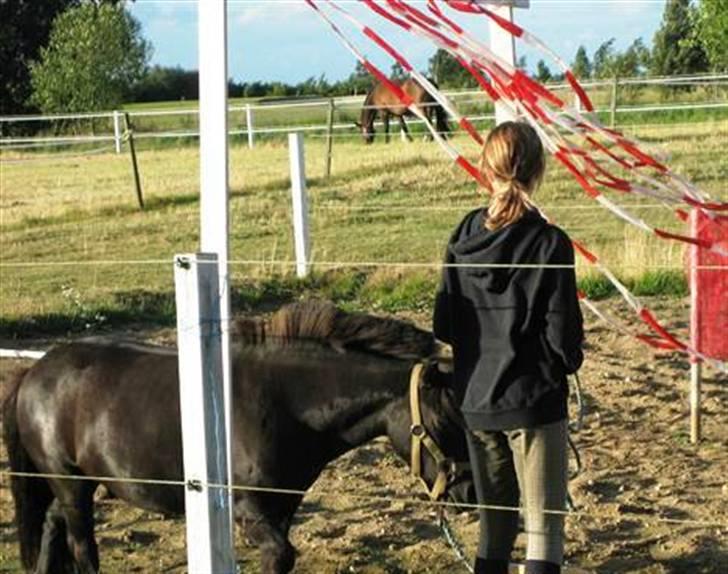 Shetlænder Fiji - Beklager de gamle billeder, samt den dårlige kvalitet. Så snart jeg kan nå det vil der blive taget nye billeder, til HG. billede 13