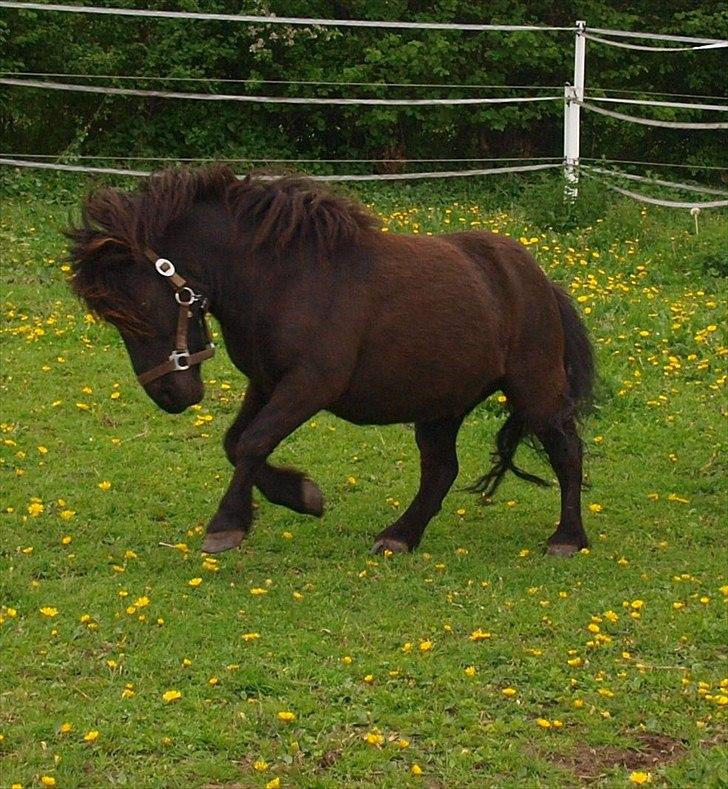 Shetlænder Fiji - Frække pony! Elsker det billede! :P billede 14