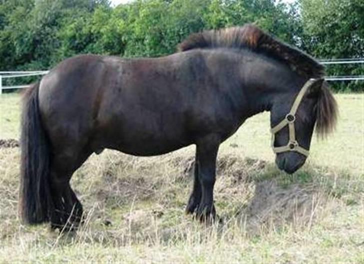 Shetlænder Fiji - Beklager de gamle billeder, samt den dårlige kvalitet. Så snart jeg kan nå det vil der blive taget nye billeder, til HG. billede 15