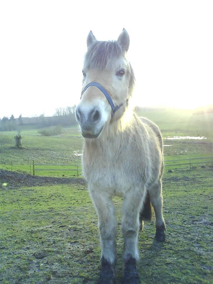 Fjordhest Tanja  - smukke Tanja billede 7