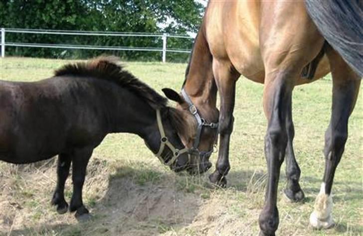 Shetlænder Fiji - Beklager de gamle billeder, samt den dårlige kvalitet. Så snart jeg kan nå det vil der blive taget nye billeder, til HG. billede 16