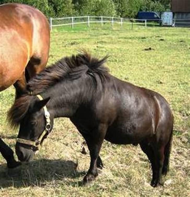 Shetlænder Fiji - Beklager de gamle billeder, samt den dårlige kvalitet. Så snart jeg kan nå det vil der blive taget nye billeder, til HG. billede 17