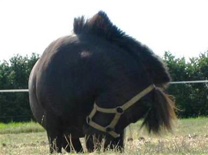 Shetlænder Fiji - Beklager de gamle billeder, samt den dårlige kvalitet. Så snart jeg kan nå det vil der blive taget nye billeder, til HG. billede 18
