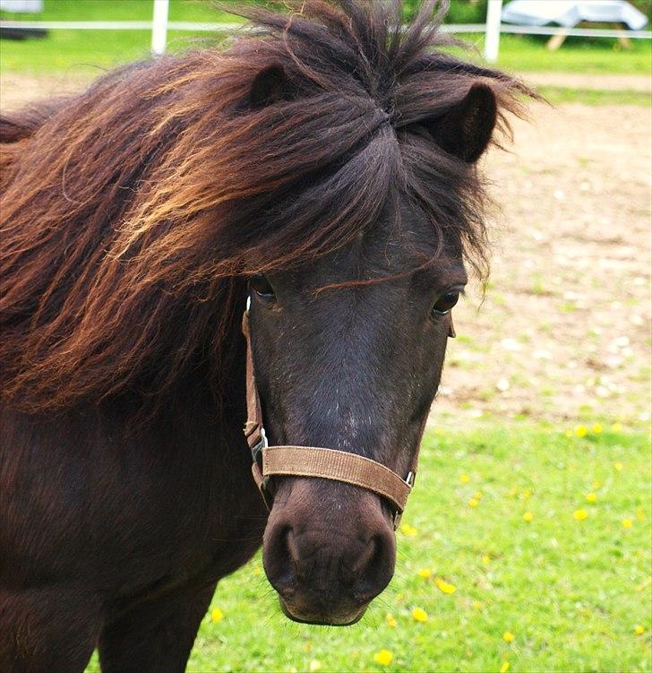 Shetlænder Fiji - Min smukke Fiji <3 :D billede 19