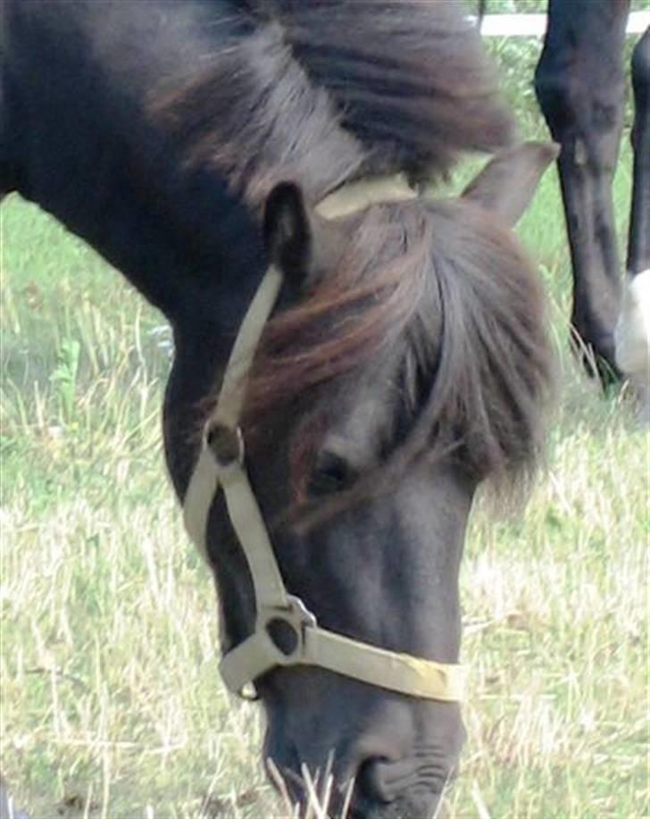 Shetlænder Fiji - Beklager de gamle billeder, samt den dårlige kvalitet. Så snart jeg kan nå det vil der blive taget nye billeder, til HG. billede 20