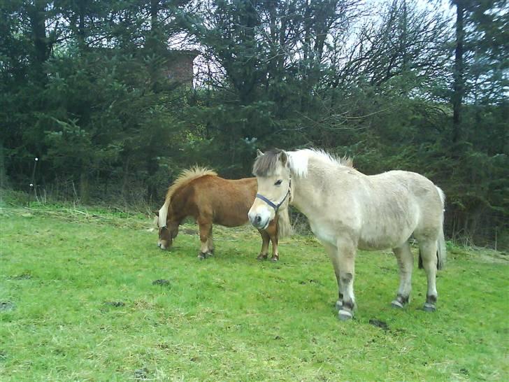 Fjordhest Tanja  - smukke Tanja billede 10