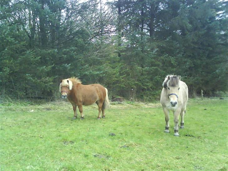 Fjordhest Tanja  - smukke Tanja billede 11
