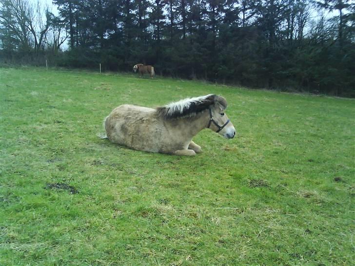 Fjordhest Tanja  - smukke Tanja billede 8