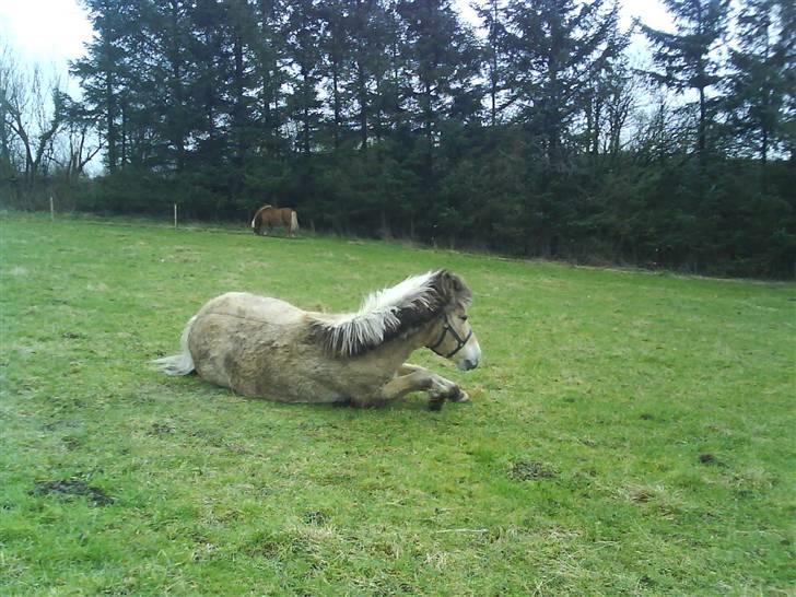 Fjordhest Tanja  - smukke Tanja billede 12
