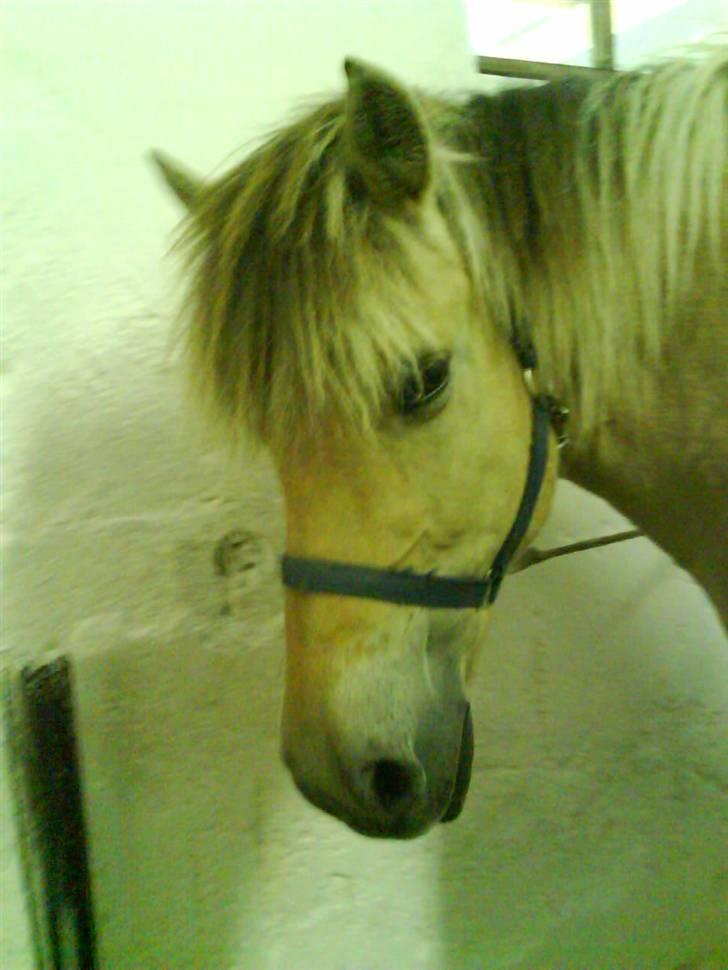 Fjordhest Tanja  - smukke Tanja billede 13