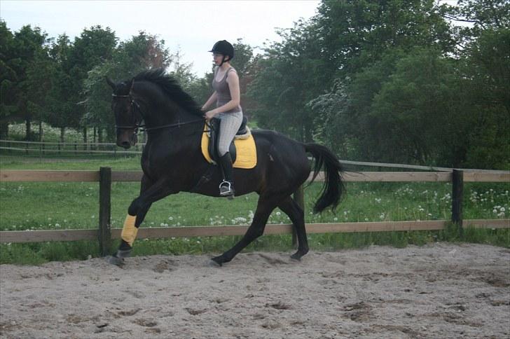 Anden særlig race Brøderups Brimer billede 9