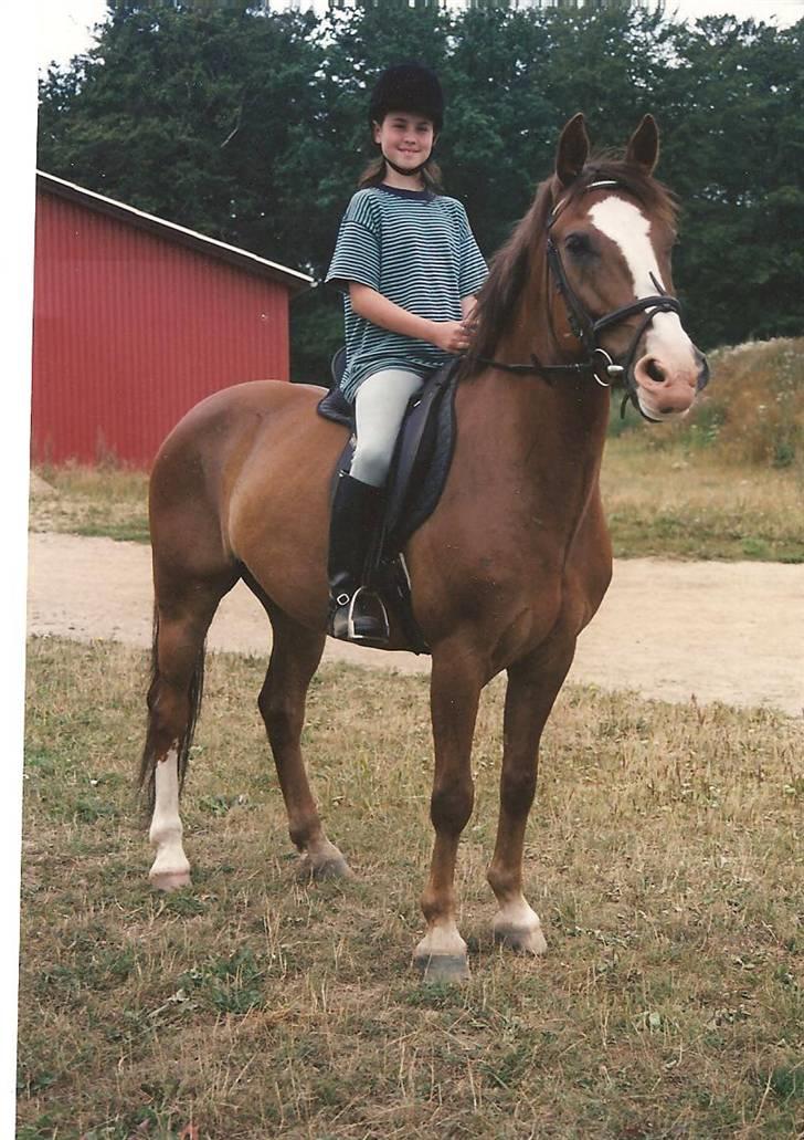 Anden særlig race Stübengårdens Campari *himmelhest* - Sommeren 97 billede 8