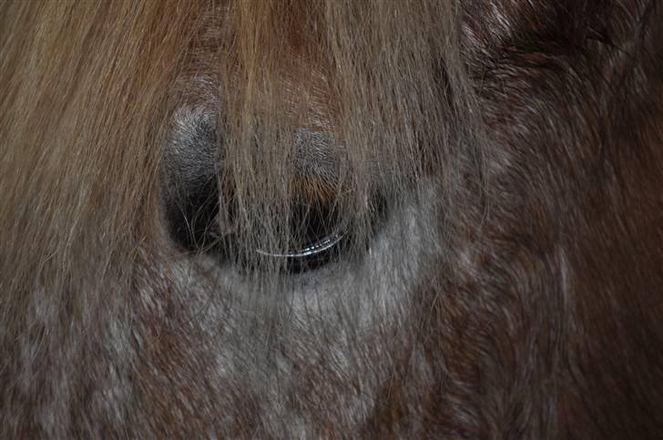 Anden særlig race Just Hugo Forever -part. - et glimt i øjet har du:$. billede 2