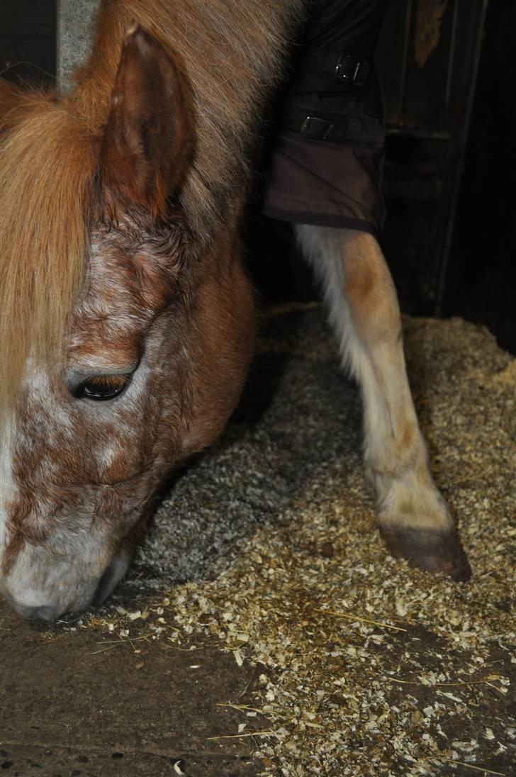 Anden særlig race Just Hugo Forever -part. billede 3