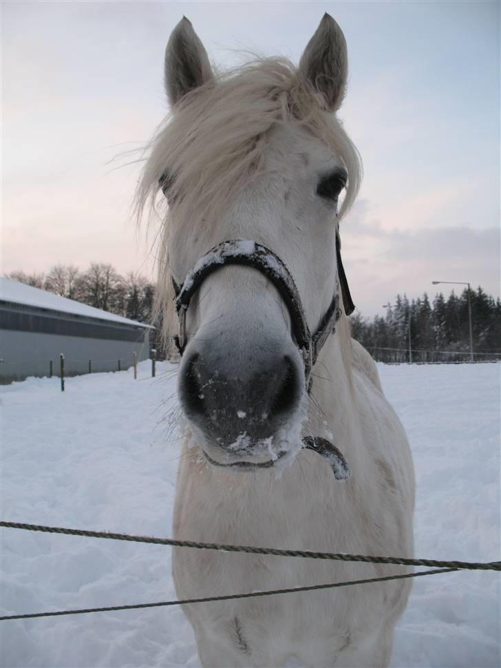 Highland Pony Amy (Solgt) - Velkommen til Amys profil.. billede 1
