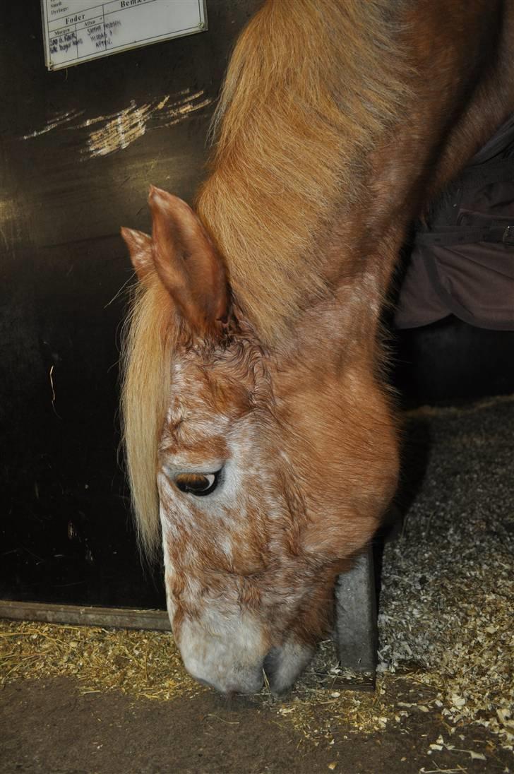 Anden særlig race Just Hugo Forever -part. billede 4