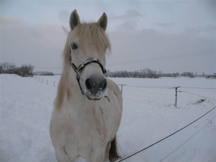 Highland Pony Amy (Solgt) - Amy på fold. billede 2