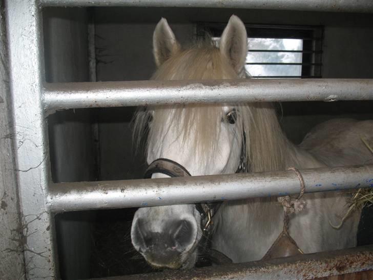 Highland Pony Amy (Solgt) - Amy der er igang med at spise. billede 3