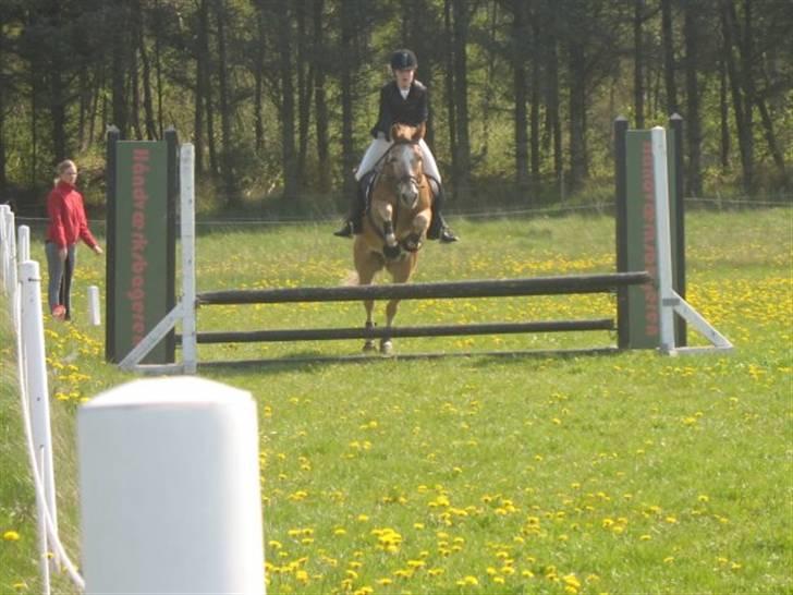 Anden særlig race Just Hugo Forever -part. - stævne i sæby, med eve. billede 6