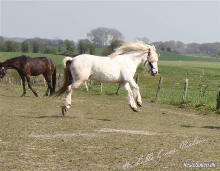 Highland Pony Amy (Solgt) - I belive i can fly. billede 4