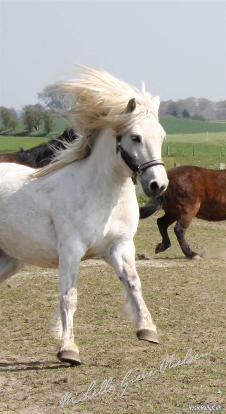 Highland Pony Amy (Solgt) - Her kommer jeg. billede 5