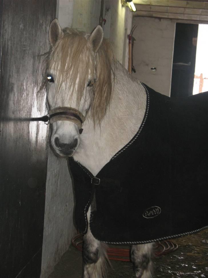 Highland Pony Amy (Solgt) - Amys smukke hoved. billede 6