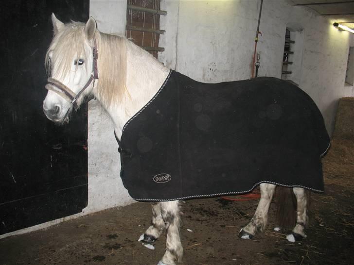 Highland Pony Amy (Solgt) - Amy på staldgangen. billede 7