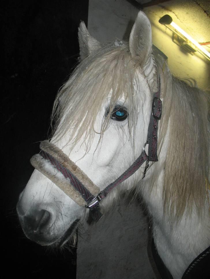 Highland Pony Amy (Solgt) - Amy har opdaget noget. billede 8