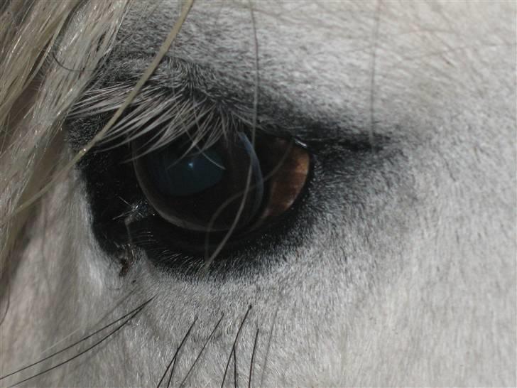 Highland Pony Amy (Solgt) - Amys smukke øje. billede 9